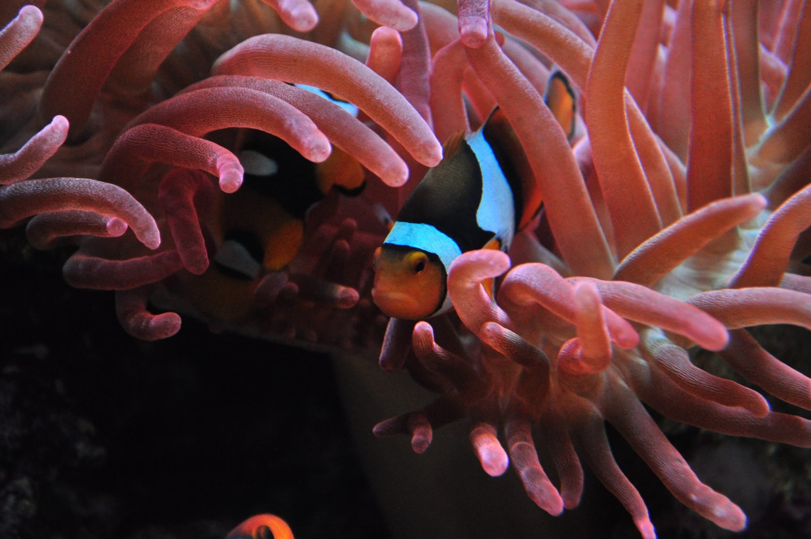 Clownfish in Popular Culture (image credits: wikimedia)