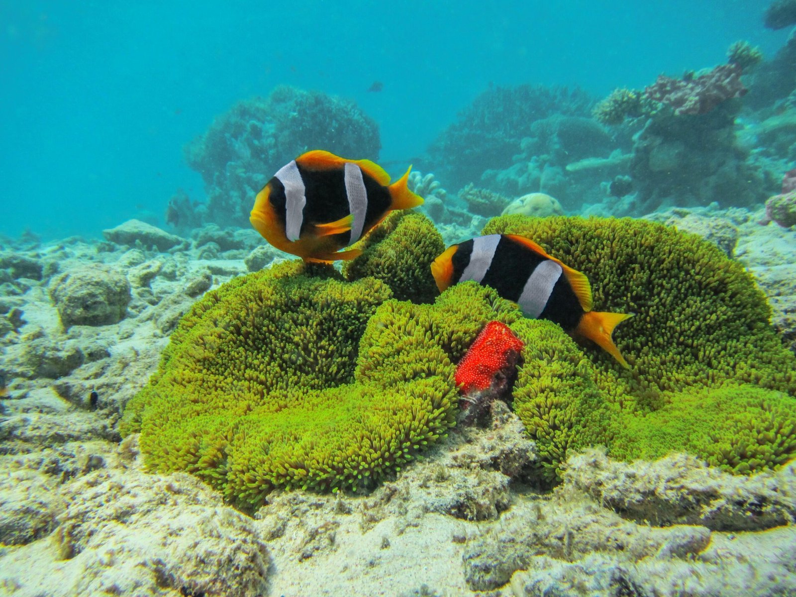 The Fascinating Life Cycle of Clownfish (image credits: wikimedia)