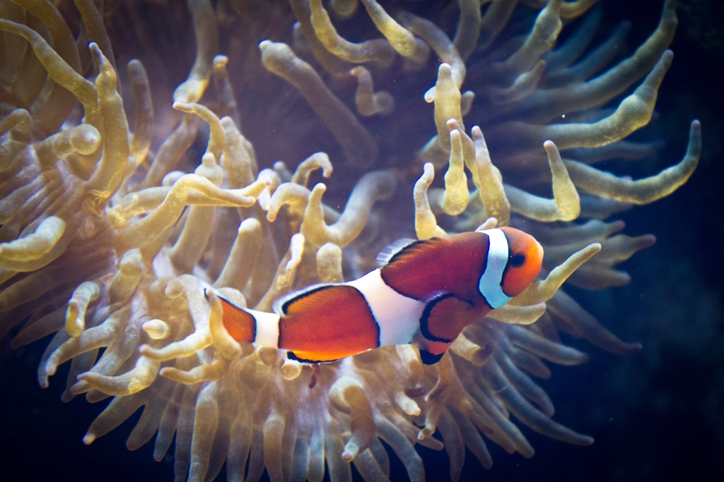 What We Can Learn from the Clownfish (image credits: rawpixel)