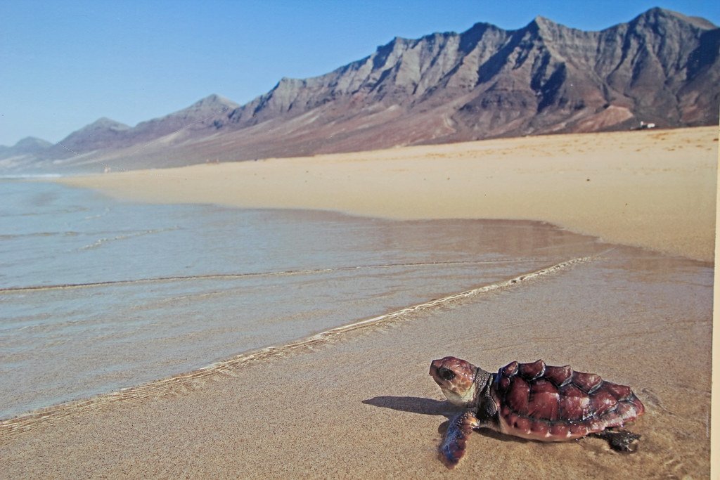 Imprinting: The Birthplace Memory (image credits: flickr)