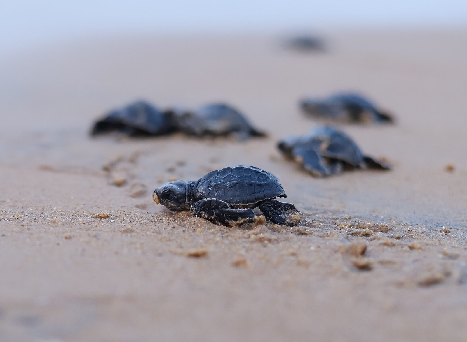 Orientation During the Hatchling Frenzy (image credits: wikimedia)