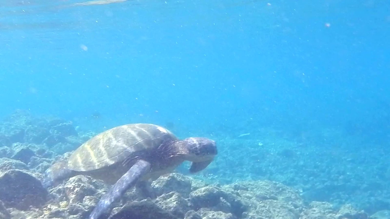 The Future of Sea Turtle Navigation (image credits: wikimedia)