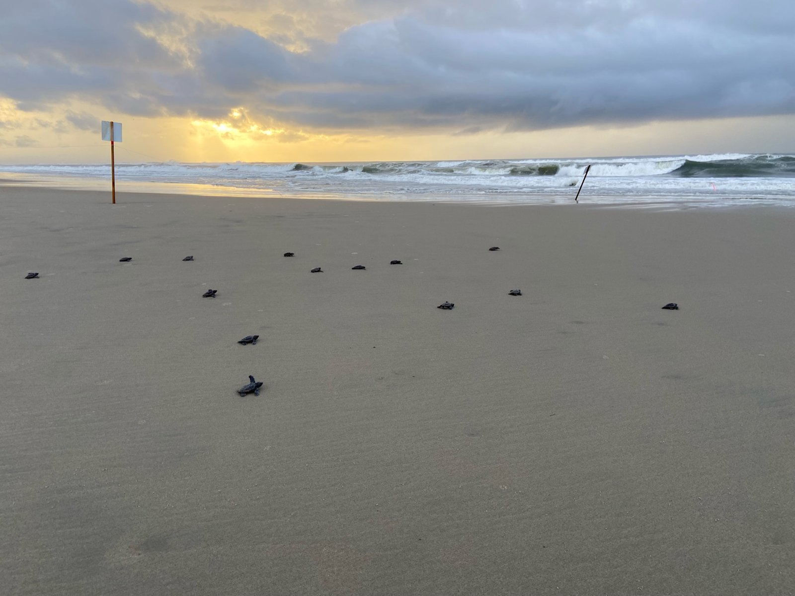 Light Pollution: Lost in the Glow (image credits: wikimedia)