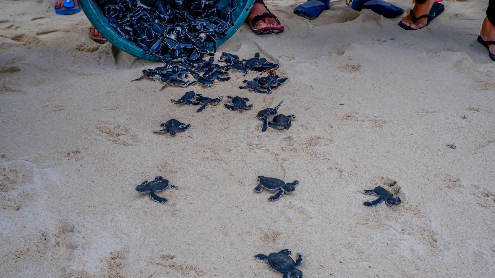 Role of Parental Care: A Lone Start (image credits: wikimedia)