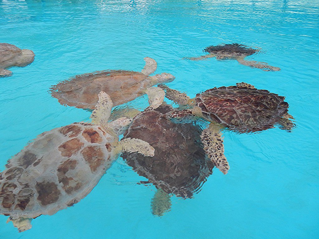 Global Conservation Efforts: Hope on the Horizon (image credits: flickr)