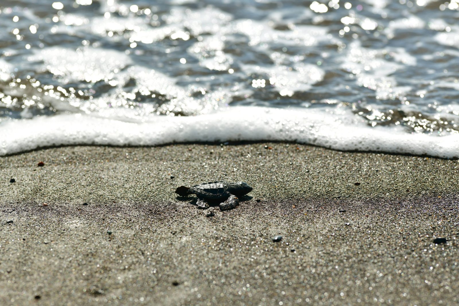 Lessons from the Turtle’s Struggle (image credits: wikimedia)