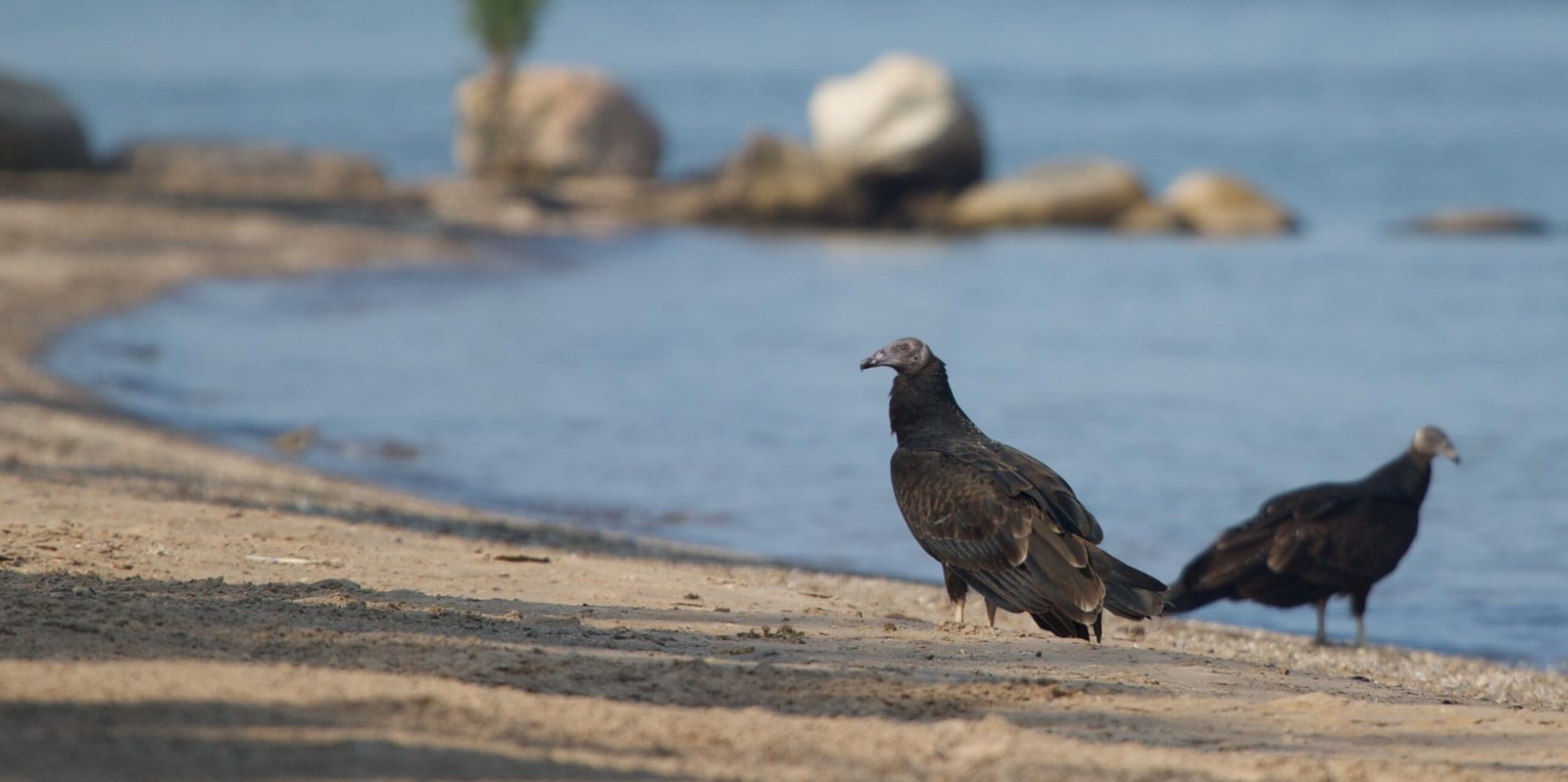 Predator Attraction from Human Waste (image credits: wikimedia)