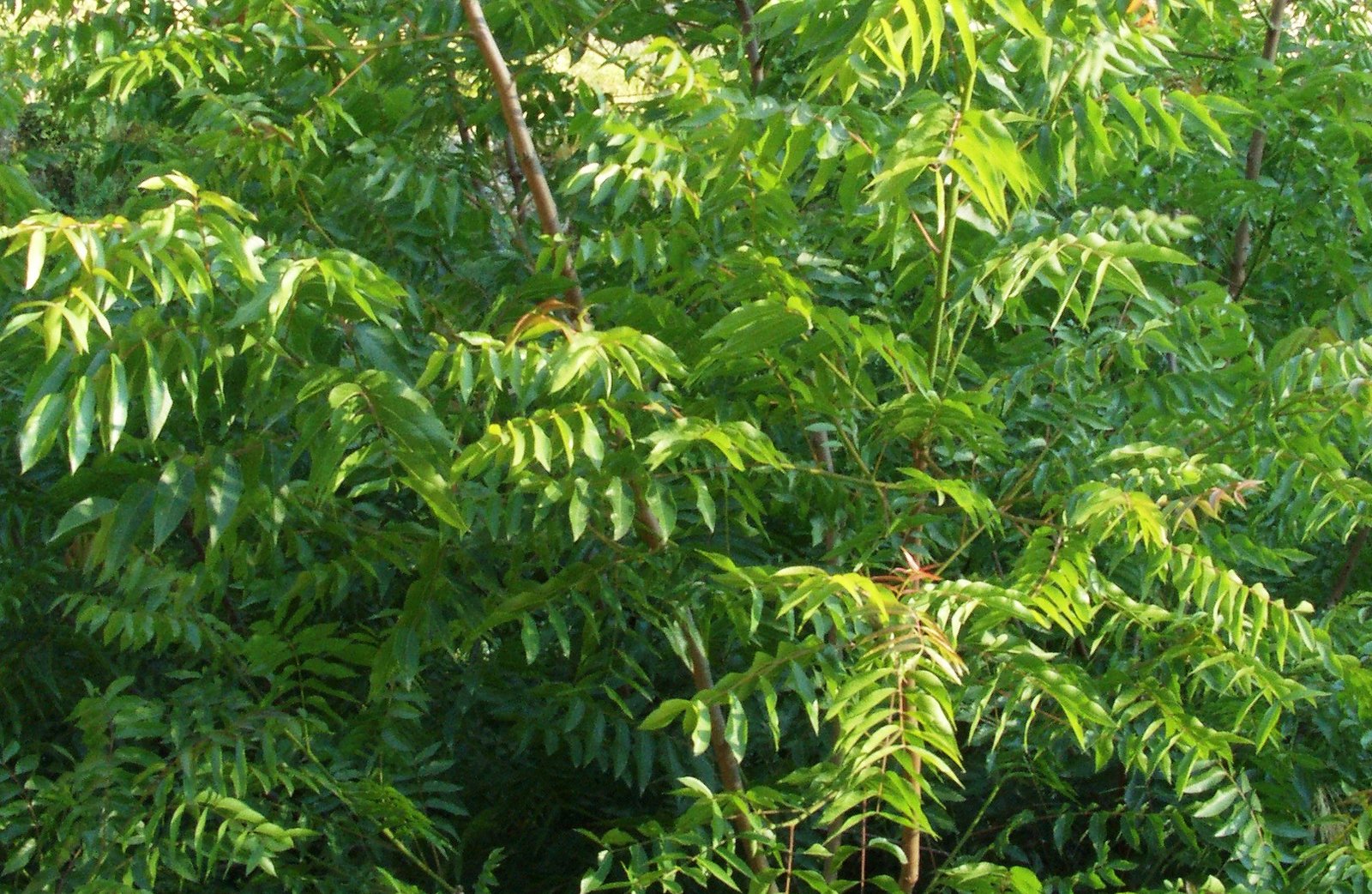 Why Is It Called the Tree of Heaven? (image credits: wikimedia)