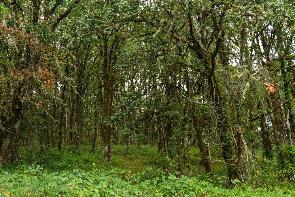 Ecological Consequences on the Prairie (image credits: flickr)