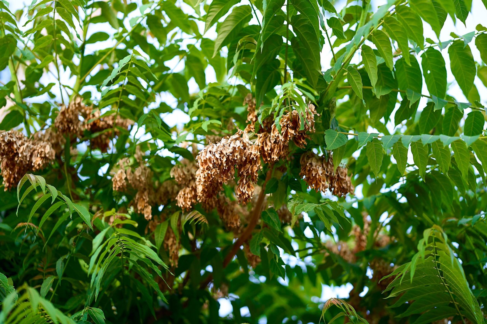Ailanthus in Popular Culture (image credits: wikimedia)
