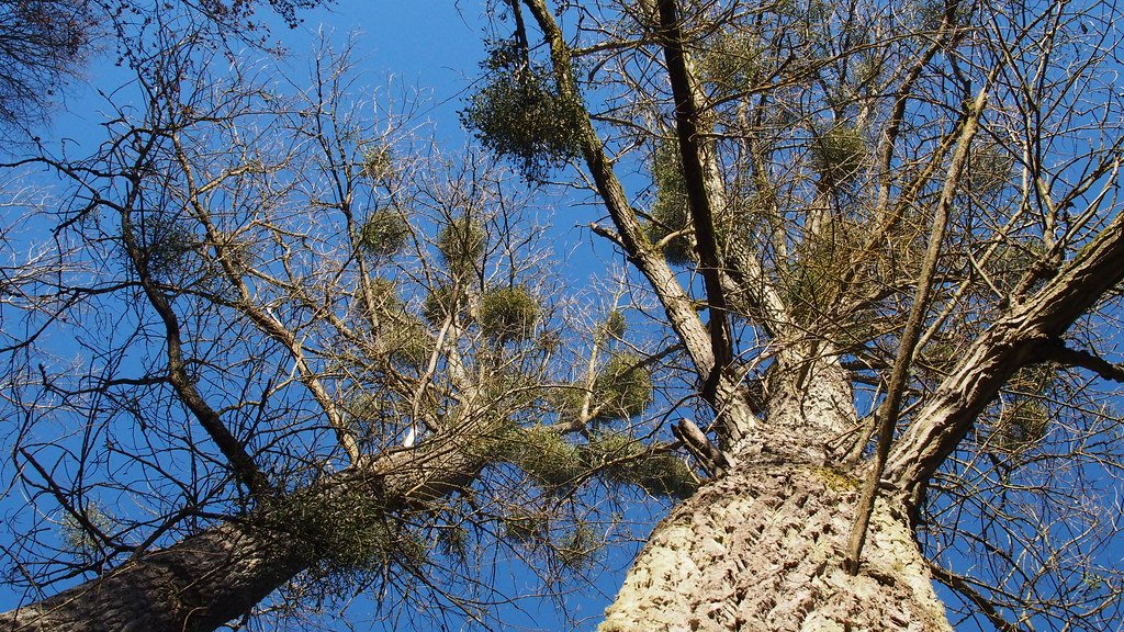 Learning from the Past: The Cautionary Tale of Tree of Heaven (image credits: flickr)