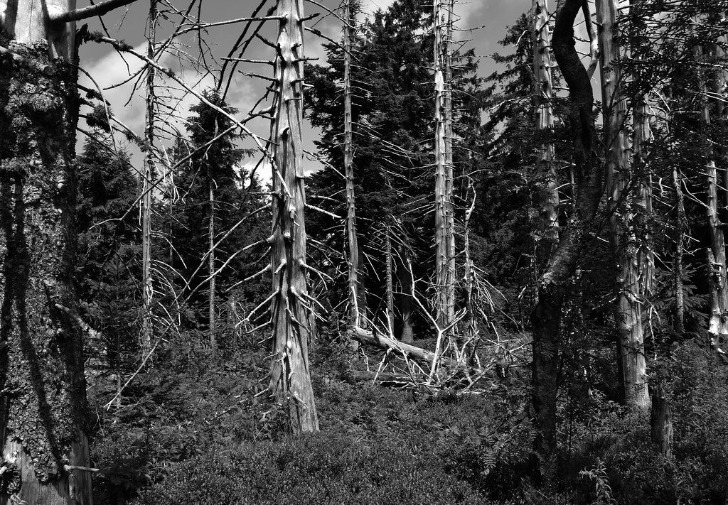 The Ecological Fallout: Cascading Effects on Forest Life (image credits: flickr)