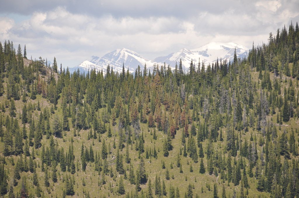Forest Regeneration: Nature’s Resilience on Display (image credits: flickr)