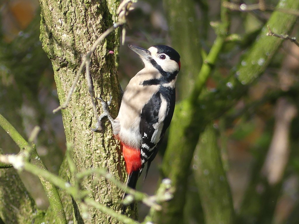Surprising Beneficiaries: Winners in a Changed Forest (image credits: flickr)