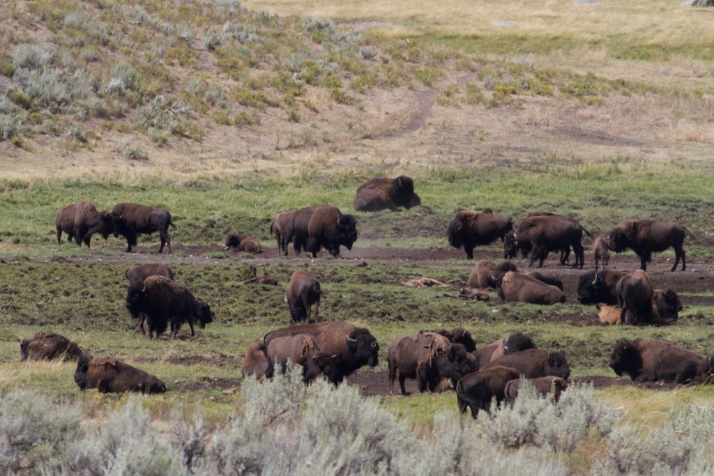 The Yellowstone Miracle That Kept the Wild Alive (image credits: flickr)