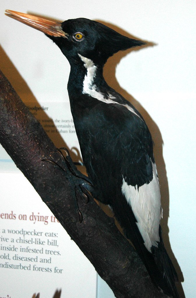 The Technology Revolution in Bird Hunting (image credits: flickr)