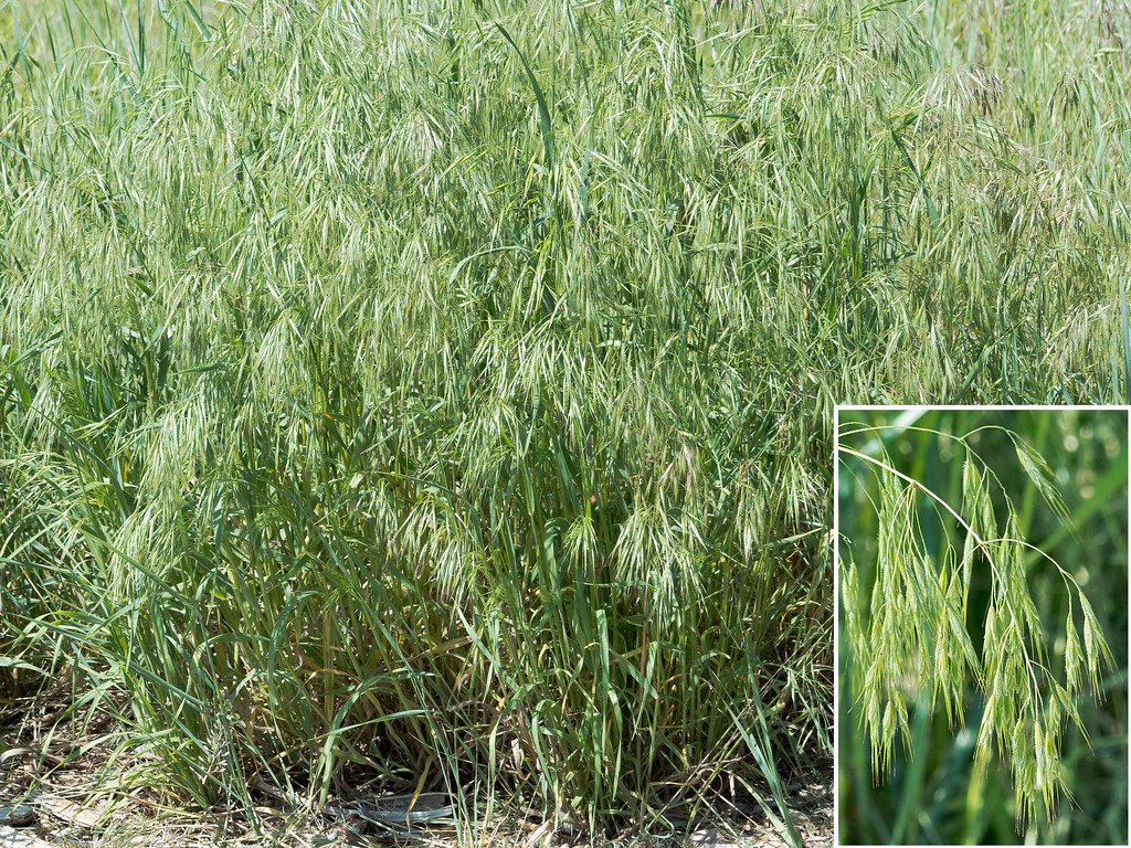 What Is Cheatgrass? (image credits: flickr)