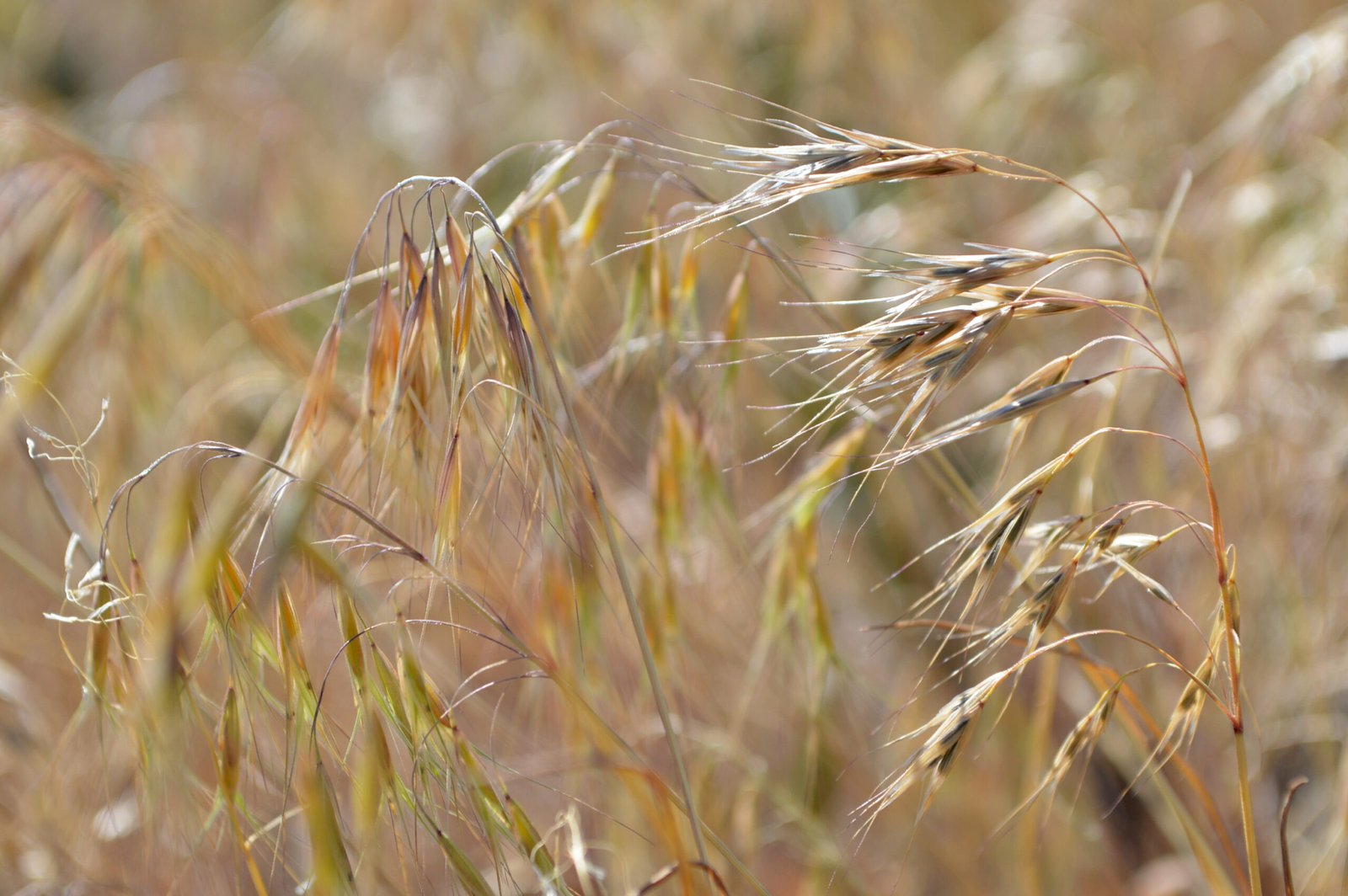 Cheatgrass and Cultural Landscapes (image credits: wikimedia)