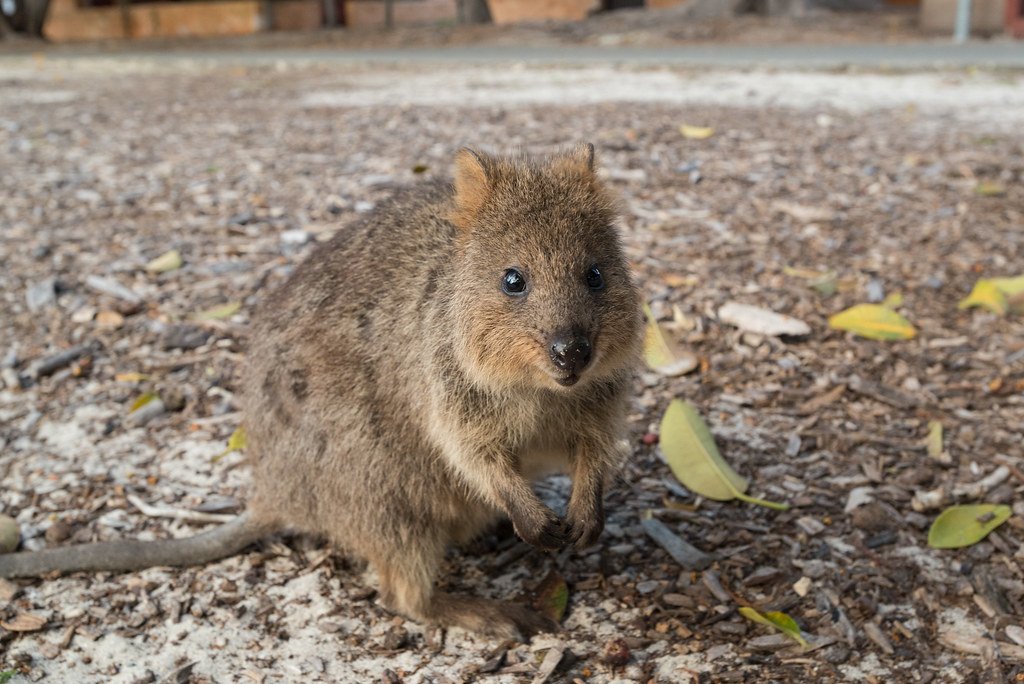 The Magical Allure of Rottnest Island (image credits: flickr)