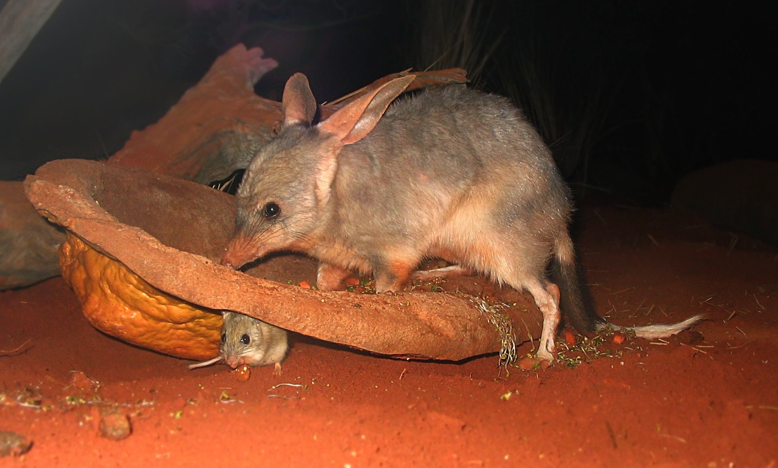 Bilbies: Easter’s Wildest Mascots (image credits: wikimedia)
