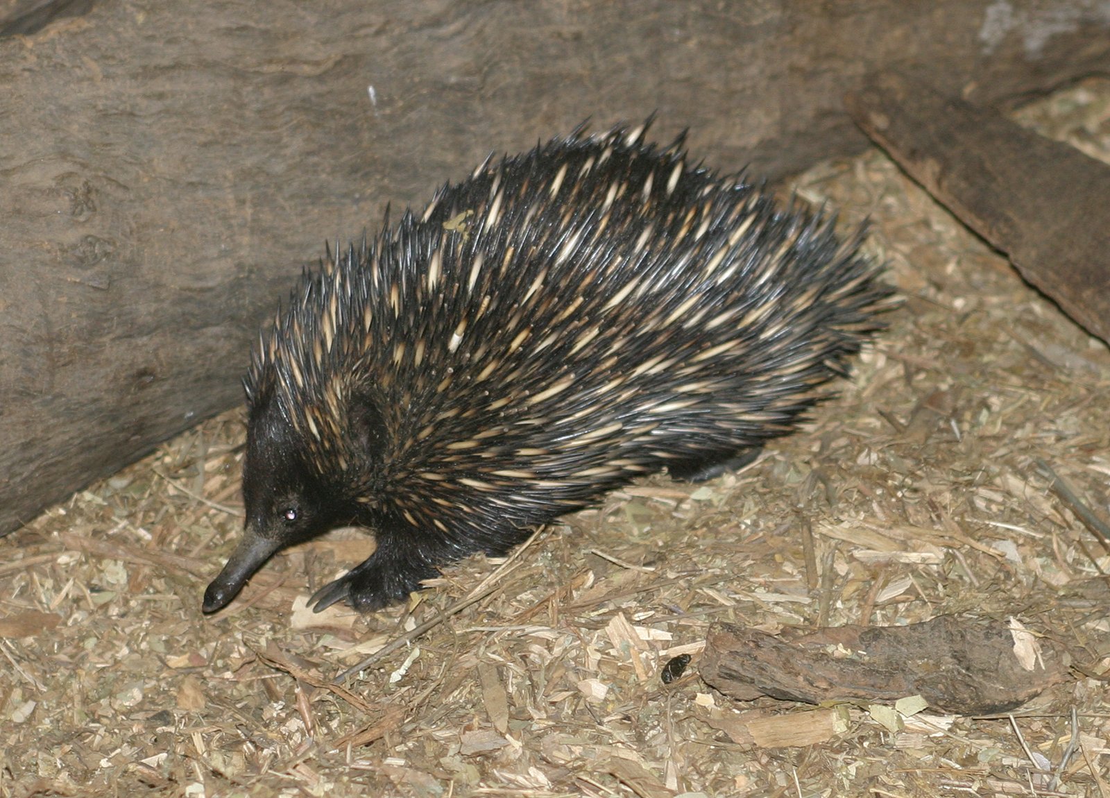 Echidnas: The Spiky Mystery Solvers (image credits: wikimedia)