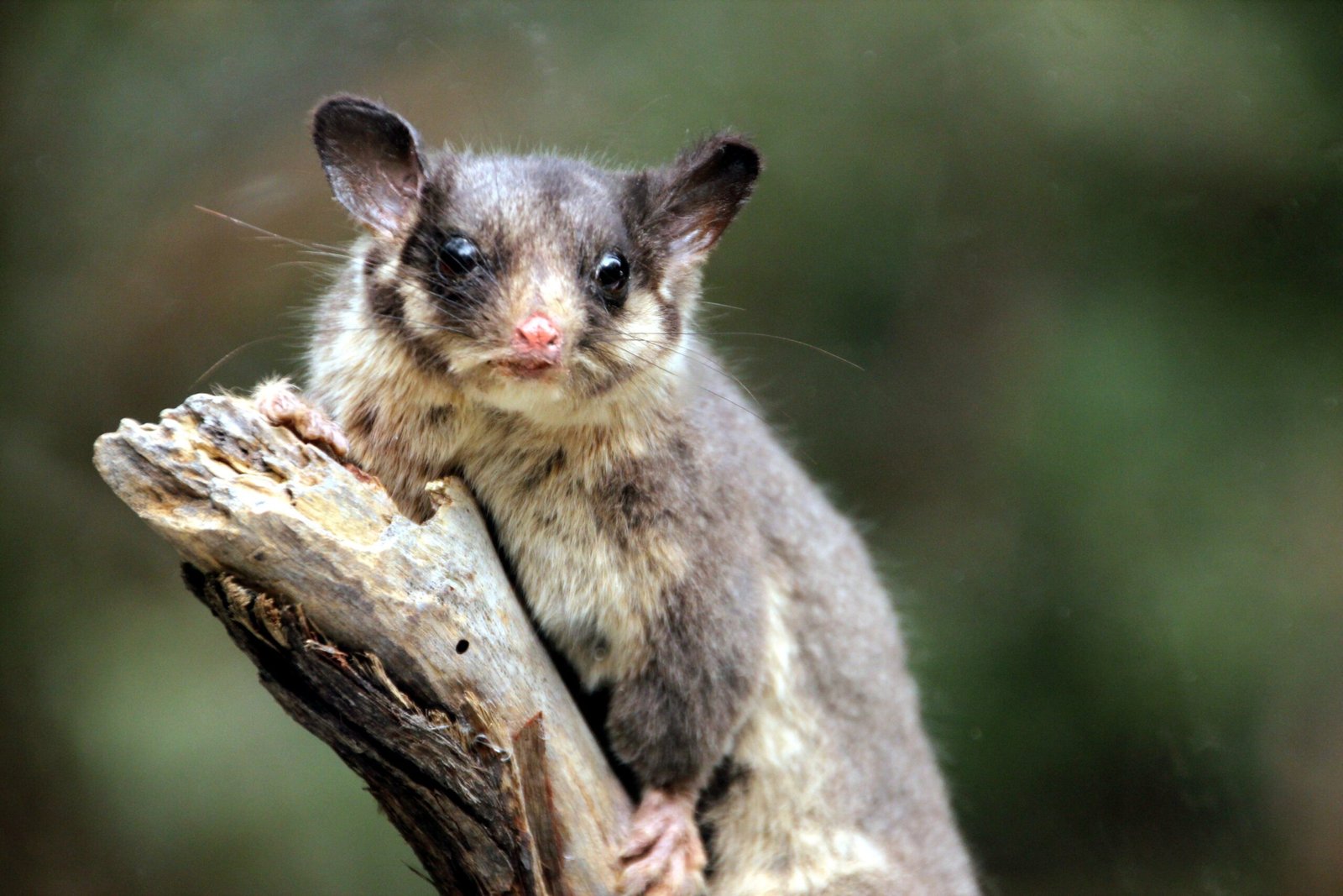 Leadbeater’s Possum: Victoria’s State Emblem in Peril (image credits: wikimedia)