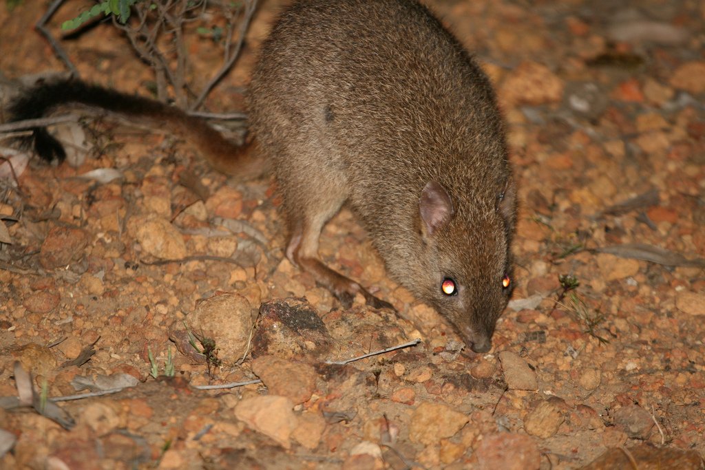 Brush-Tailed Bettongs: The Woodland Rebuilders (image credits: wikimedia)