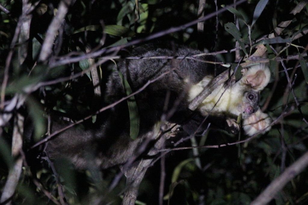 Greater Gliders: The Silent Soarers (image credits: wikimedia)