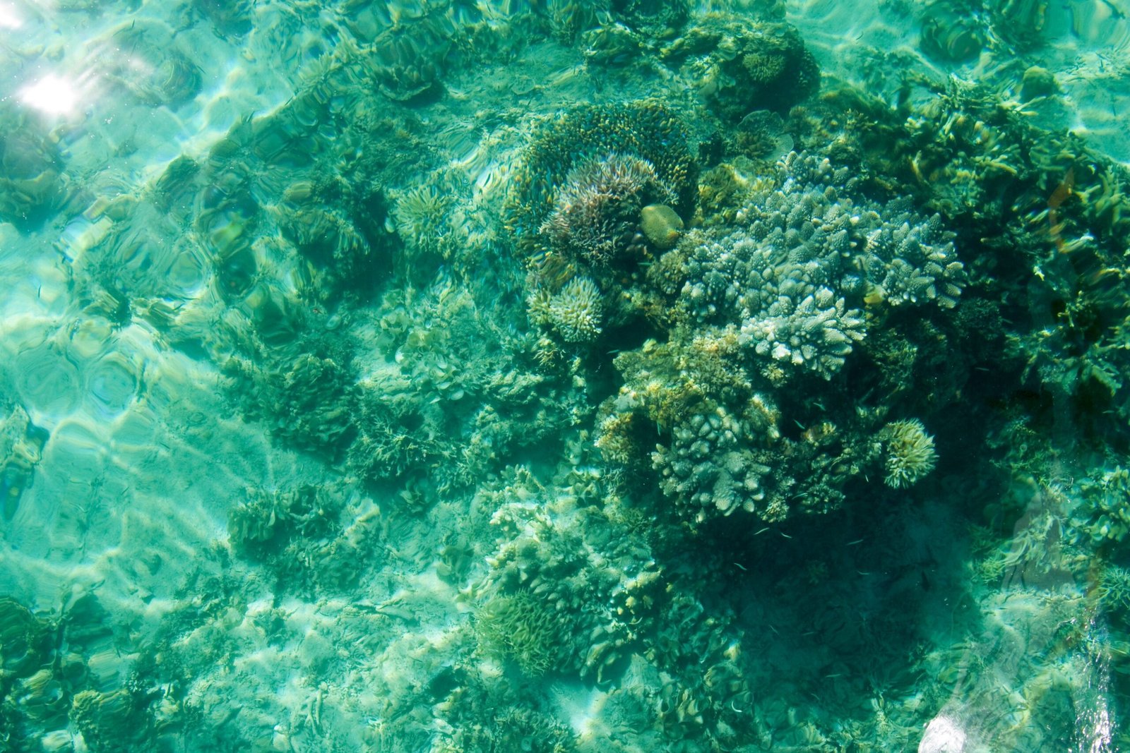 Crystal-Clear Waters: A Window Into the Past (image credits: wikimedia)