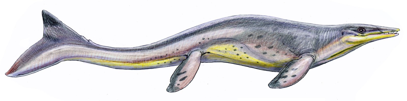4. Tylosaurus: The Kansas Sea Dragon (image credits: wikimedia)