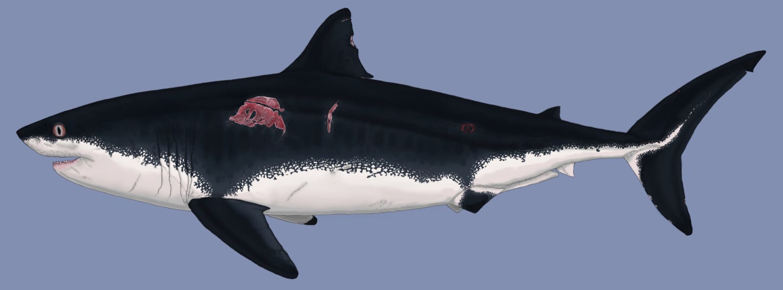 6. Cretoxyrhina: The Ginsu Shark (image credits: wikimedia)
