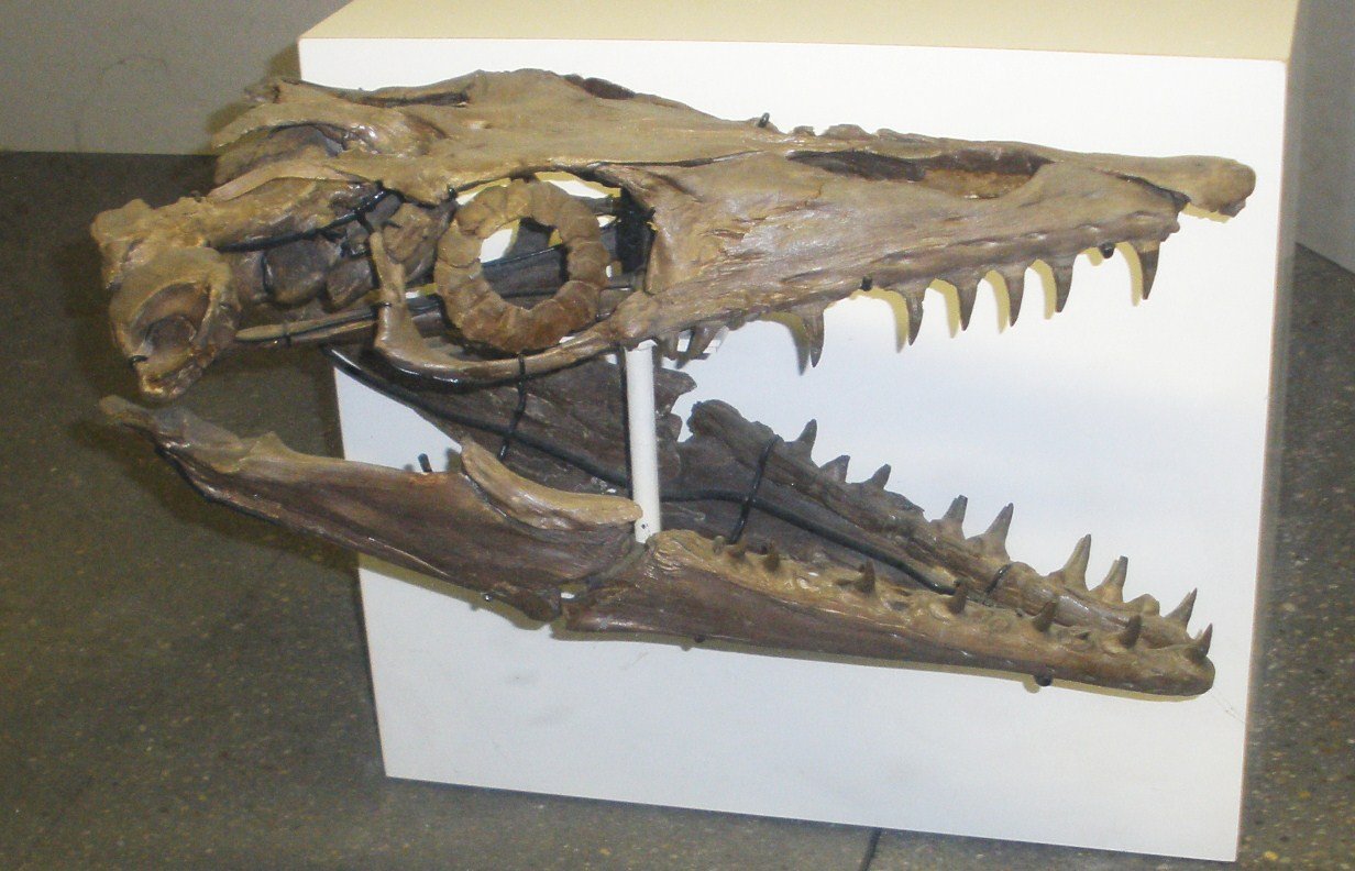 7. Platecarpus: The Agile Mosasaur (image credits: wikimedia)