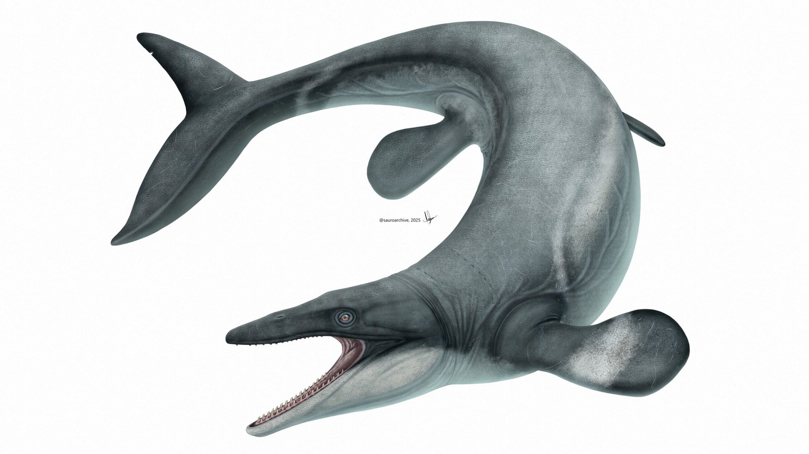 8. Clidastes: The Snake-Like Swimmer (image credits: wikimedia)