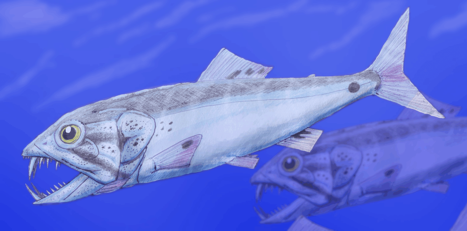 10. Enchodus: The Saber-Toothed Fish (image credits: wikimedia)
