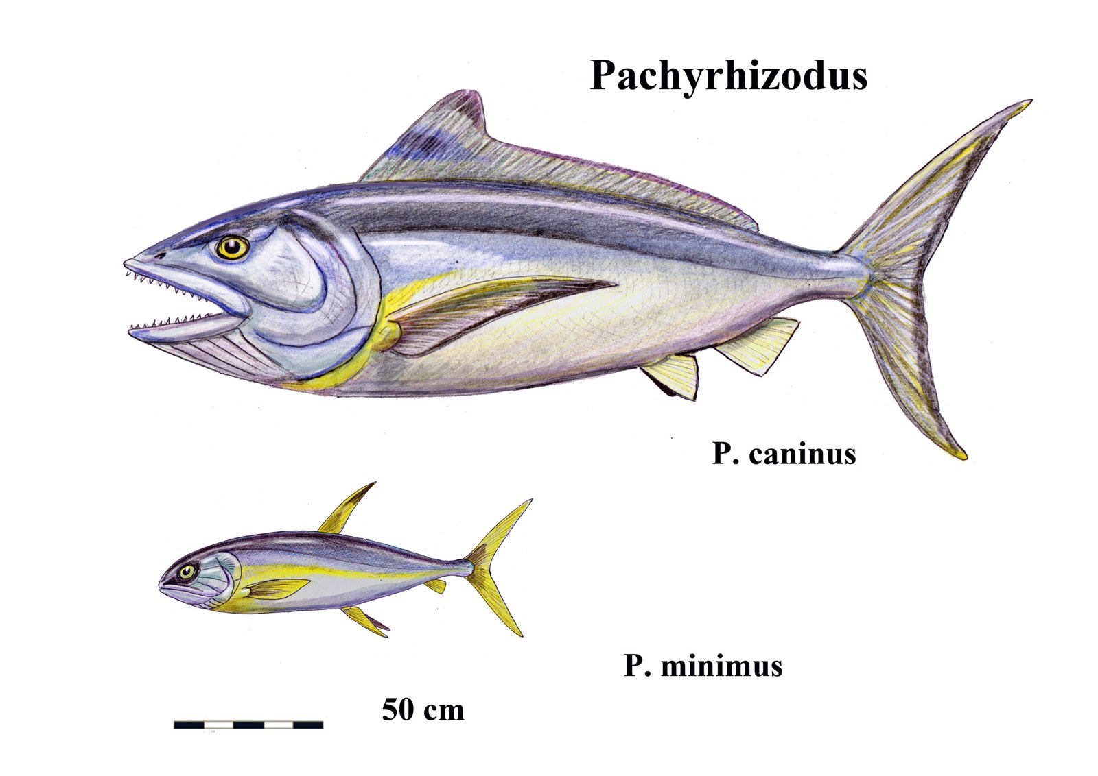 11. Pachyrhizodus: The Powerful Swimmer (image credits: wikimedia)