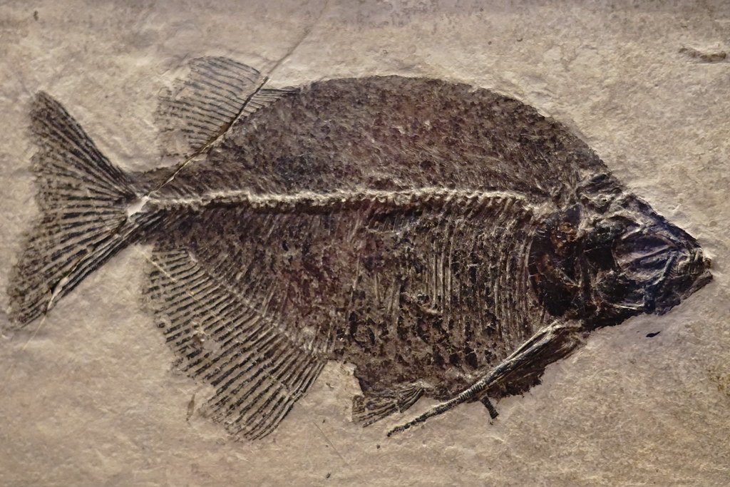 12. Gillicus: The Prehistoric Prey (image credits: flickr)