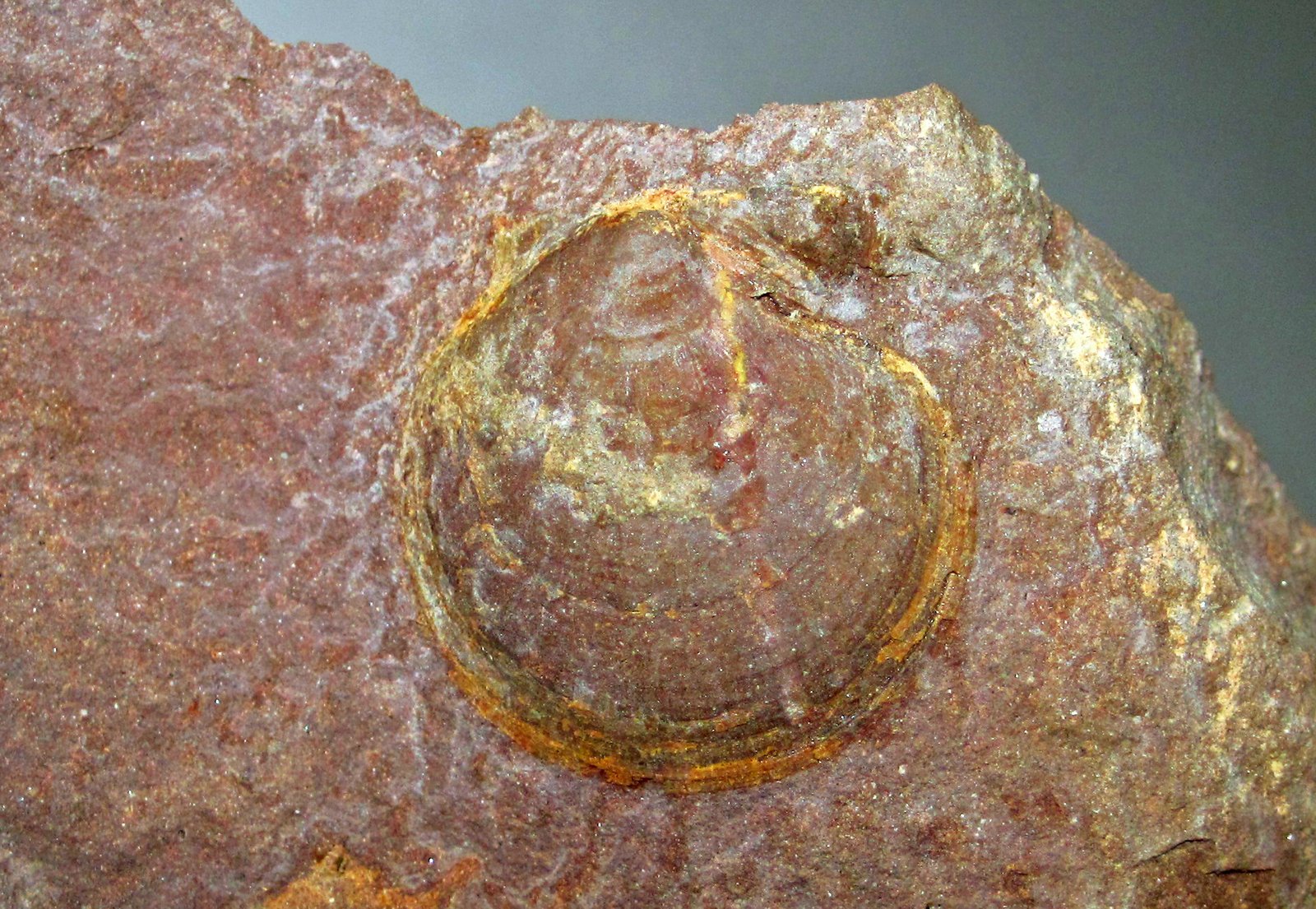 13. Pecten: The Ancient Scallop (image credits: wikimedia)