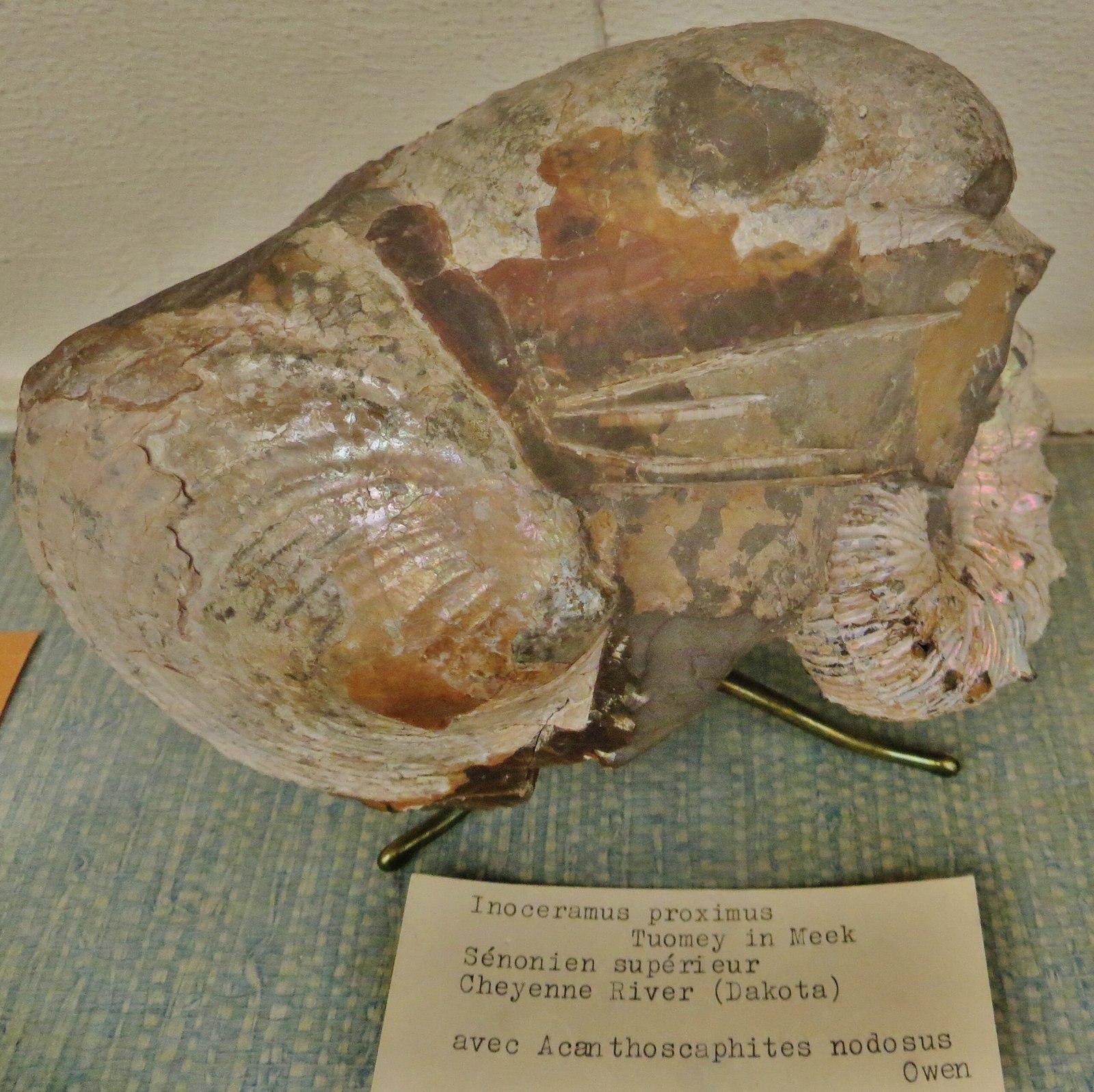 14. Inoceramus: The Giant Clam (image credits: wikimedia)