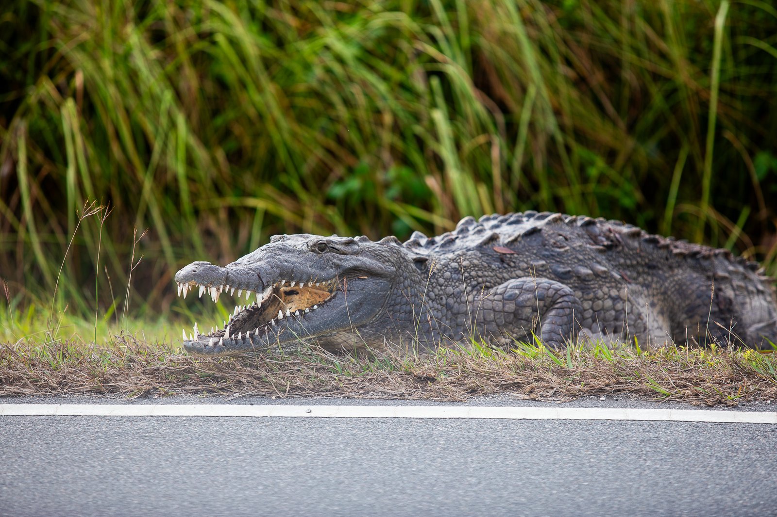 The Start of a Crocodile Family: Laying the Eggs (image credits: wikimedia)