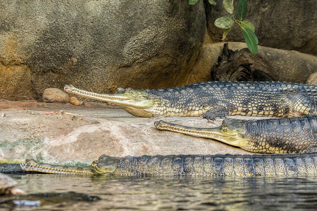 Lessons from Ancient Parents: Evolution’s Gentle Touch (image credits: flickr)