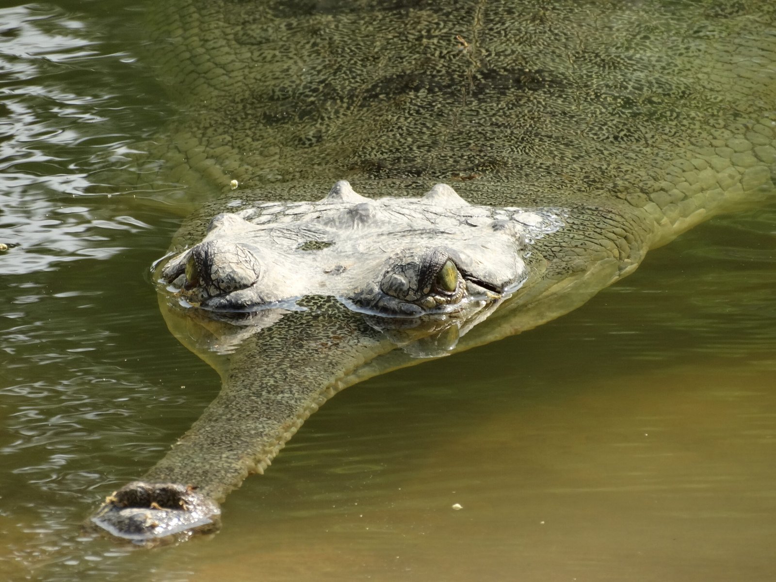 The Turning Point: Global Conservation Efforts Begin (image credits: wikimedia)