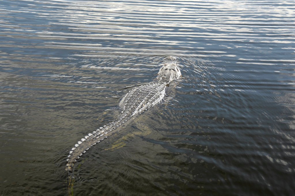 Habitat Protection: Giving Crocodiles Room to Recover (image credits: flickr)