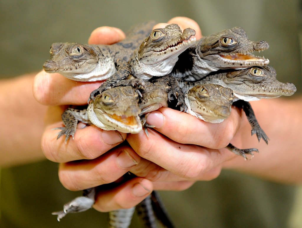 Breeding and Reintroduction Programs (image credits: flickr)