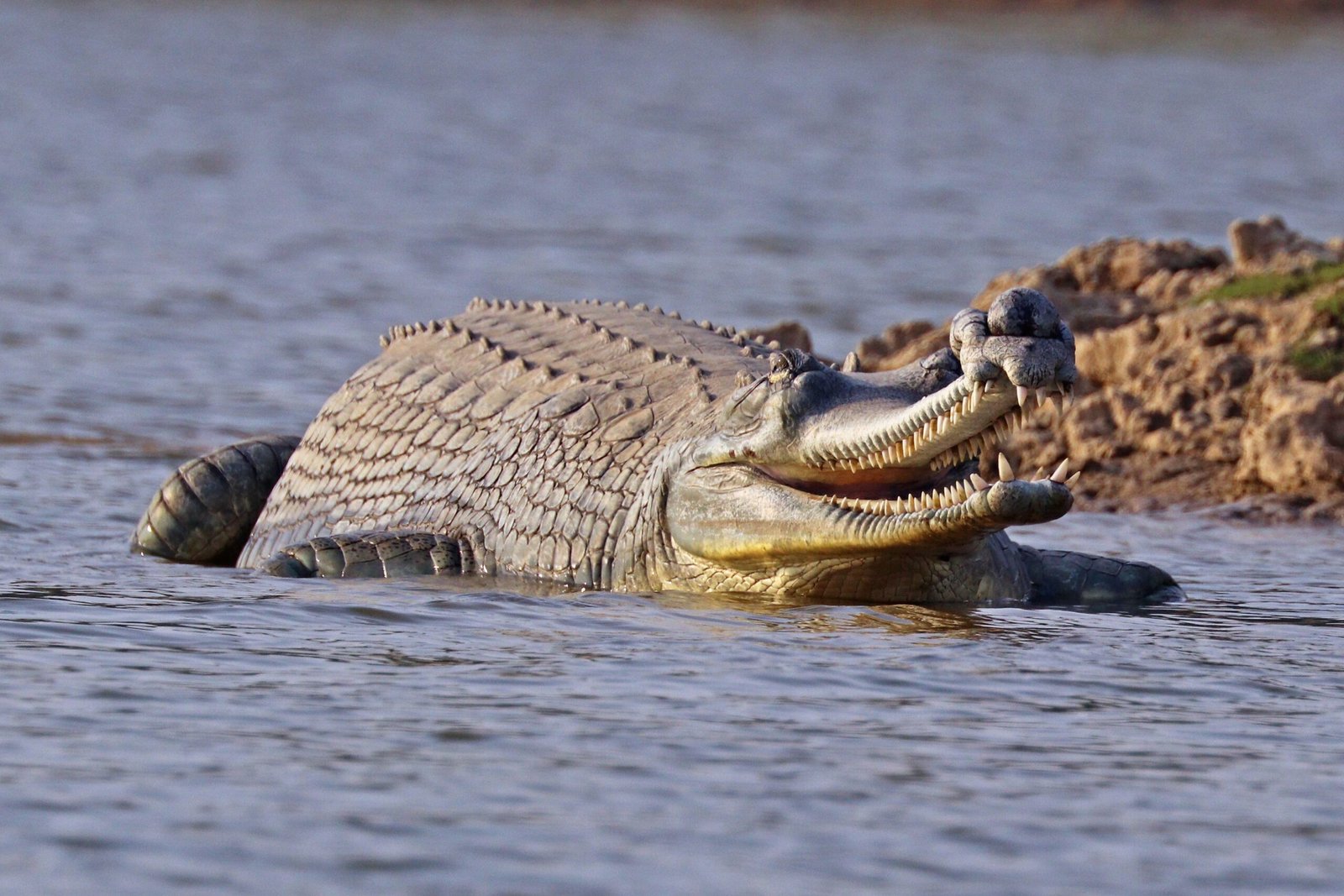 Species Spotlight: The Critically Endangered Gharial (image credits: wikimedia)