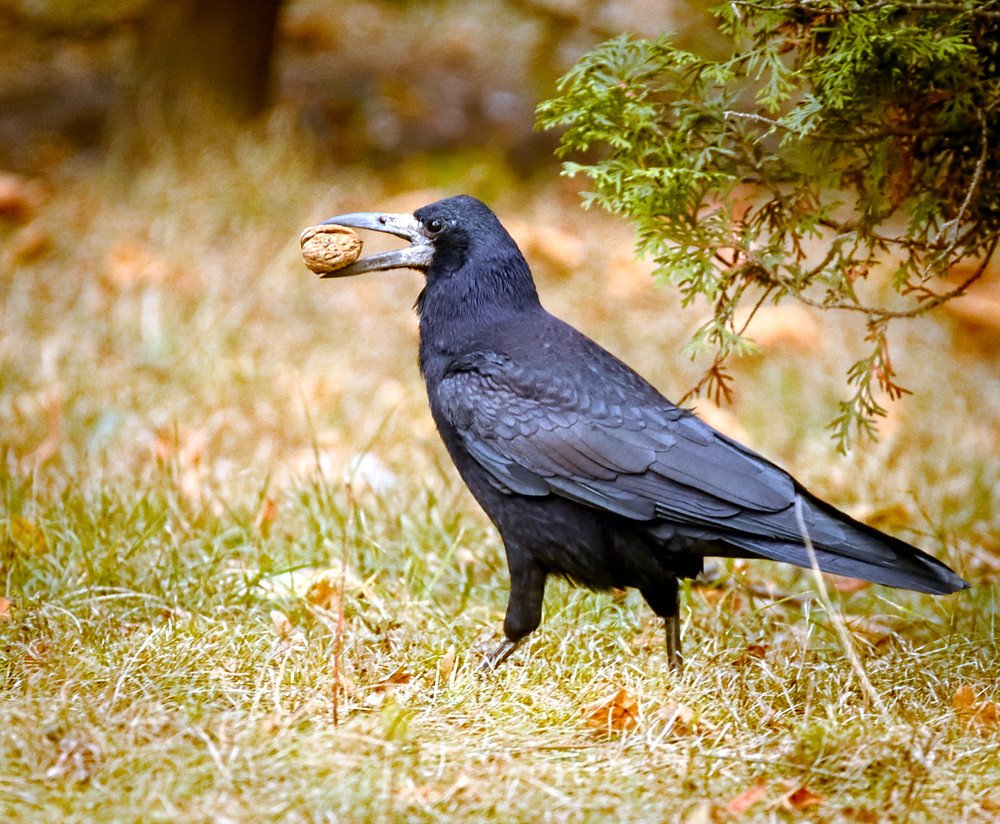 Animals as Messengers: Reading Nature’s Signs (image credits: flickr)