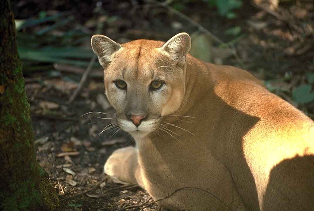 The Unique Legacy of the Florida Panther (image credits: flickr)