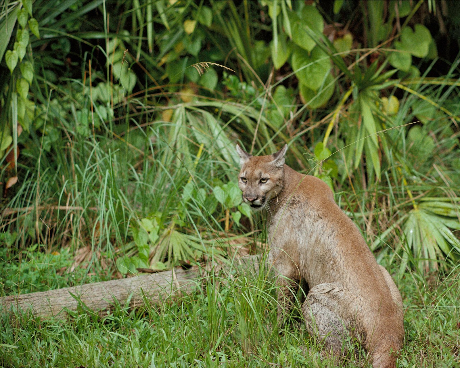 Where Wilderness Remains: The Panther’s Final Refuge (image credits: wikimedia)
