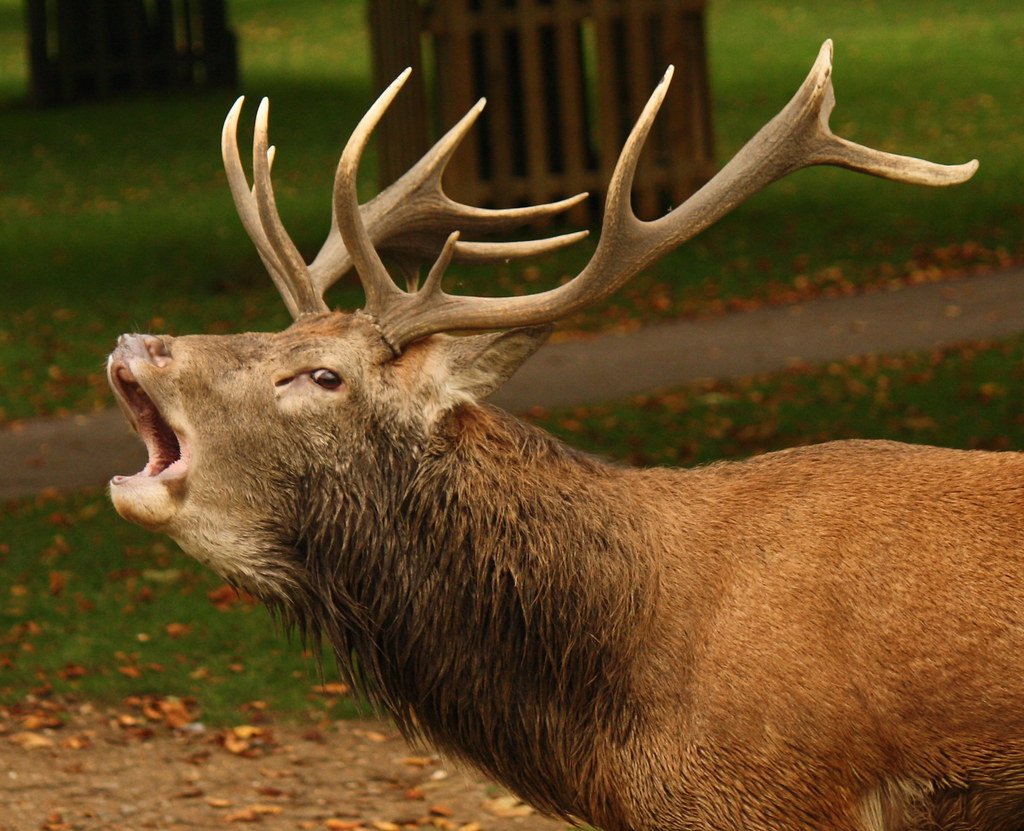 Panther Prey: The Balance of the Ecosystem (image credits: flickr)