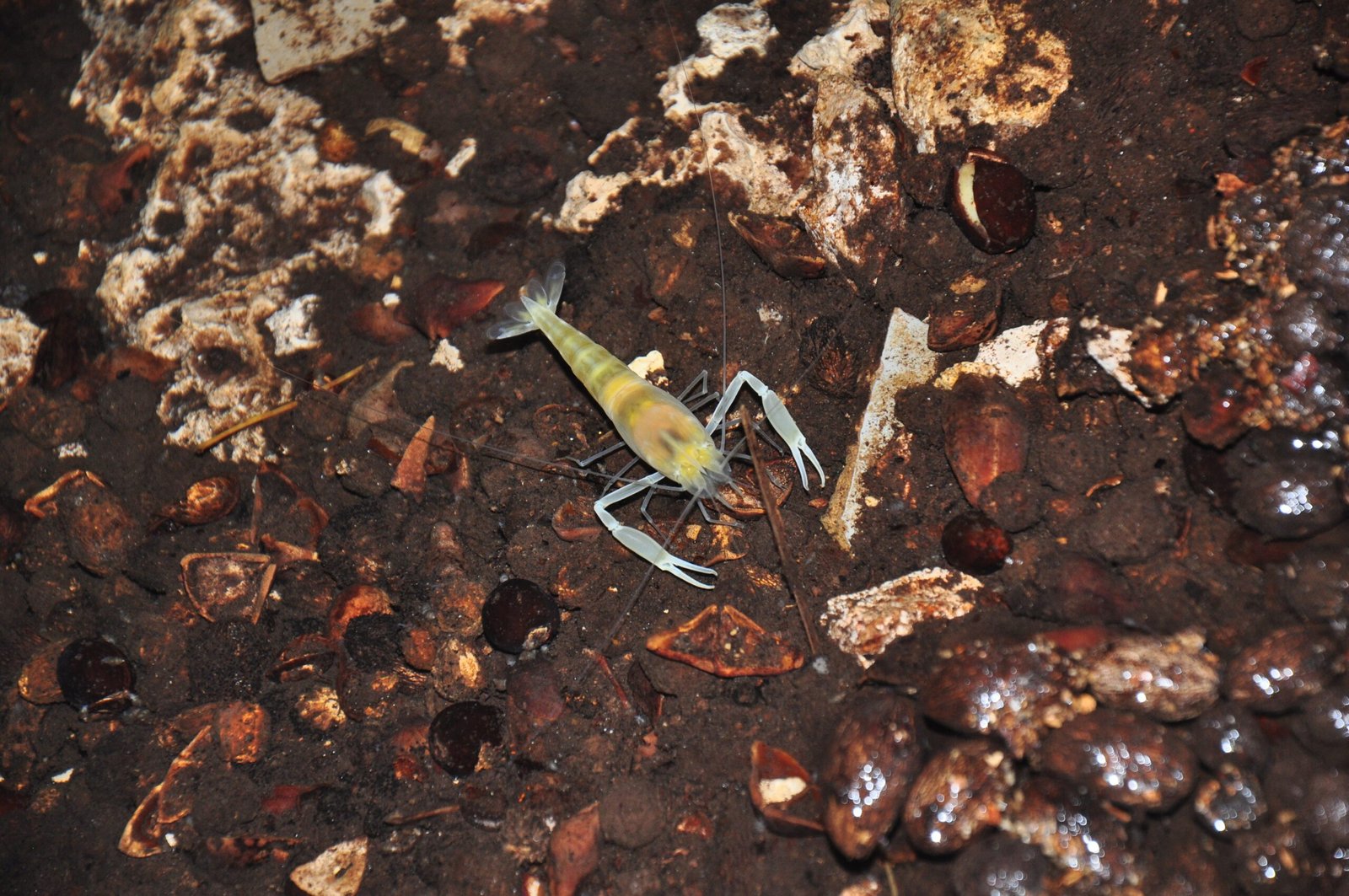 The Mysterious Xiphocaridinella Demidovi - Cave Shrimp of the Abyss (image credits: wikimedia)