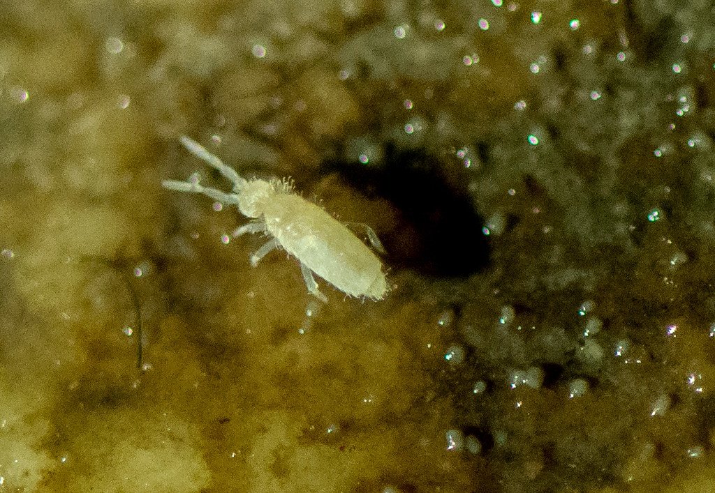 Springtails - The Eyeless Acrobats of the Deep (image credits: flickr)